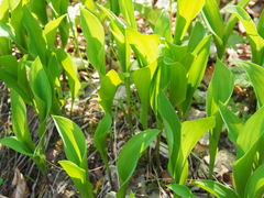 Convallaria majalis