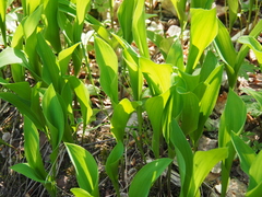 Convallaria majalis