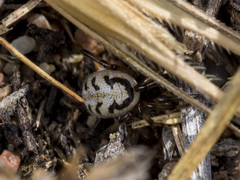 Steatoda albomaculata