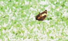 Yoma sabina