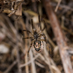 Steatoda albomaculata