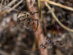 Steatoda albomaculata