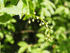 Prunus padus