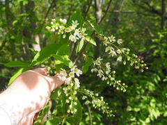 Prunus padus
