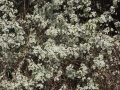 Prunus spinosa