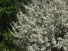 Prunus spinosa