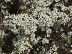 Prunus spinosa