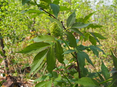 Sambucus racemosa