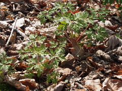 Geranium robertianum