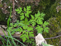 Geranium robertianum
