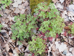 Geranium robertianum