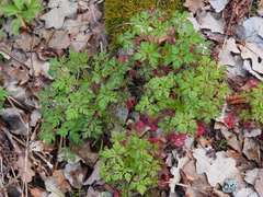 Geranium robertianum