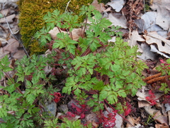 Geranium robertianum