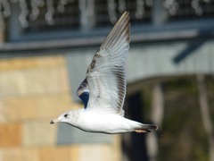 Larus delawarensis
