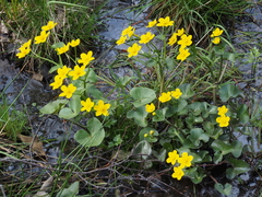 Caltha palustris