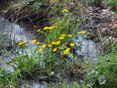 Caltha palustris