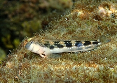 Adriatic Blenny photo 5