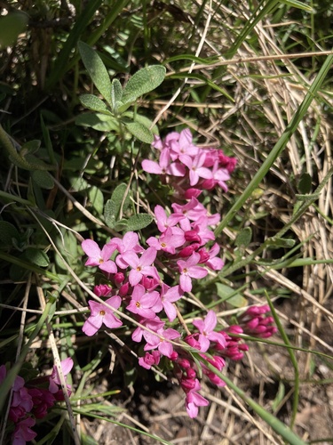 Rose daphne (Daphne cneorum)