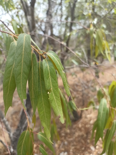 Image of Quercus viminea by (c) Favian Flores Medina, some rights reserved (CC BY)