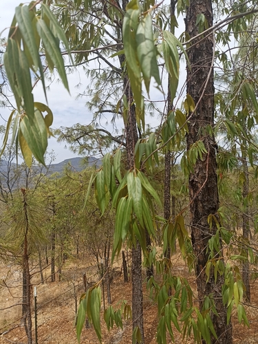 Image of Quercus viminea by (c) Favian Flores Medina, some rights reserved (CC BY)