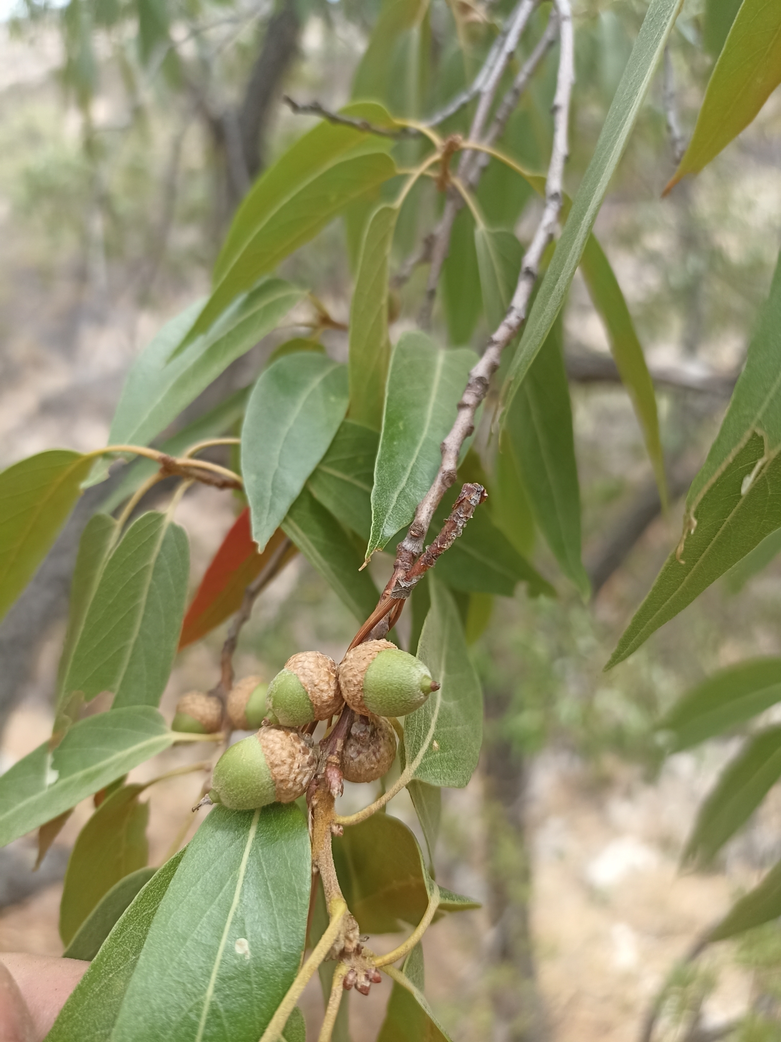 Quercus viminea