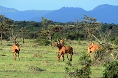 Alcelaphus buselaphus