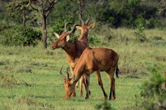 Alcelaphus buselaphus