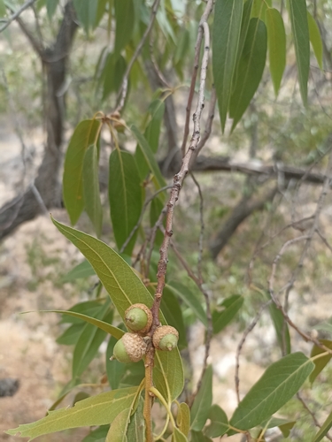 Image of Quercus viminea by (c) Favian Flores Medina, some rights reserved (CC BY)