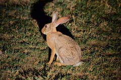 Lepus capensis