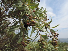 Bromophila caffra