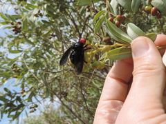 Bromophila caffra