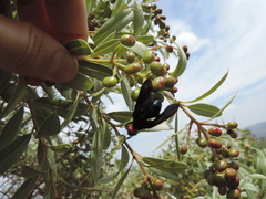 Bromophila caffra