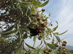 Bromophila caffra