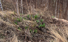 Allium nutans