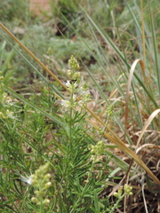 Ocimum angustifolium