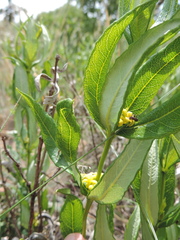 Fadogia homblei