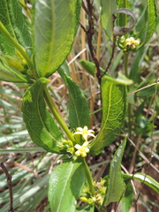 Fadogia homblei