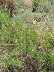Ocimum angustifolium