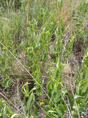 Fadogia homblei
