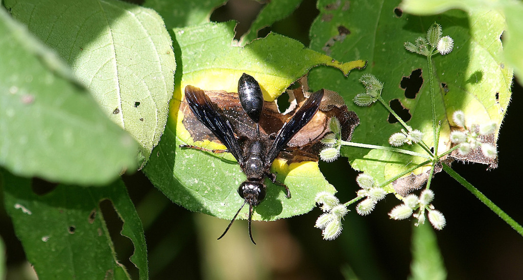 The Ranch Wasp Brown-legged Grass-carrying Wasp from One Eleven Ranch Park 2121 E ...