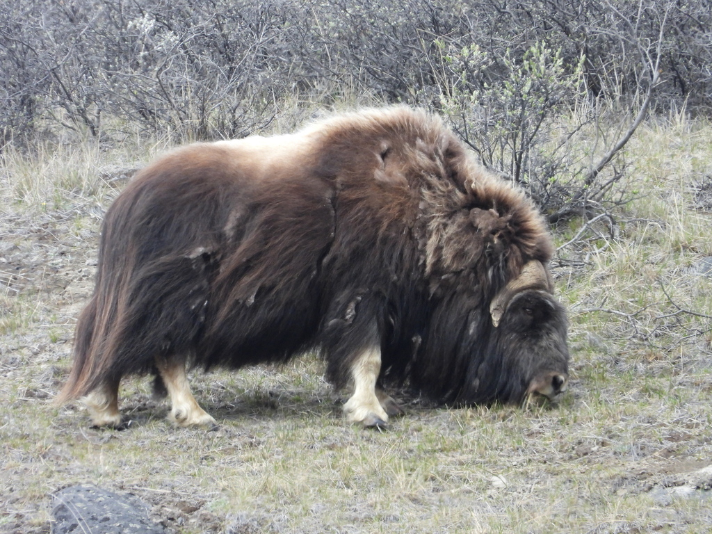 Ovibos moschatus, Qeqqata Municipality, Greenland, by michaelbakkerpaiva