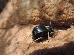 Dichtha cubica
