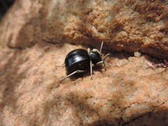 Dichtha cubica