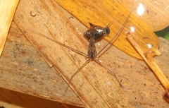 Limnometra cursitans