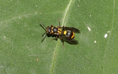 Ropalidia socialistica