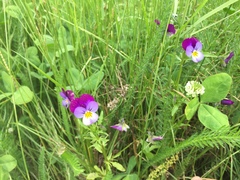 Viola × williamsii