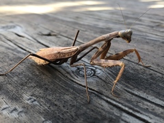Stagmomantis limbata