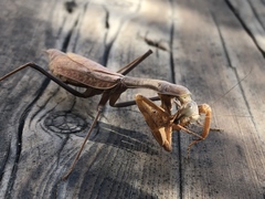 Stagmomantis limbata