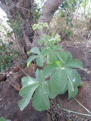 Cyphostemma lanigerum