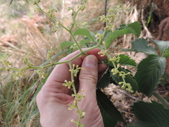 Cyphostemma lanigerum